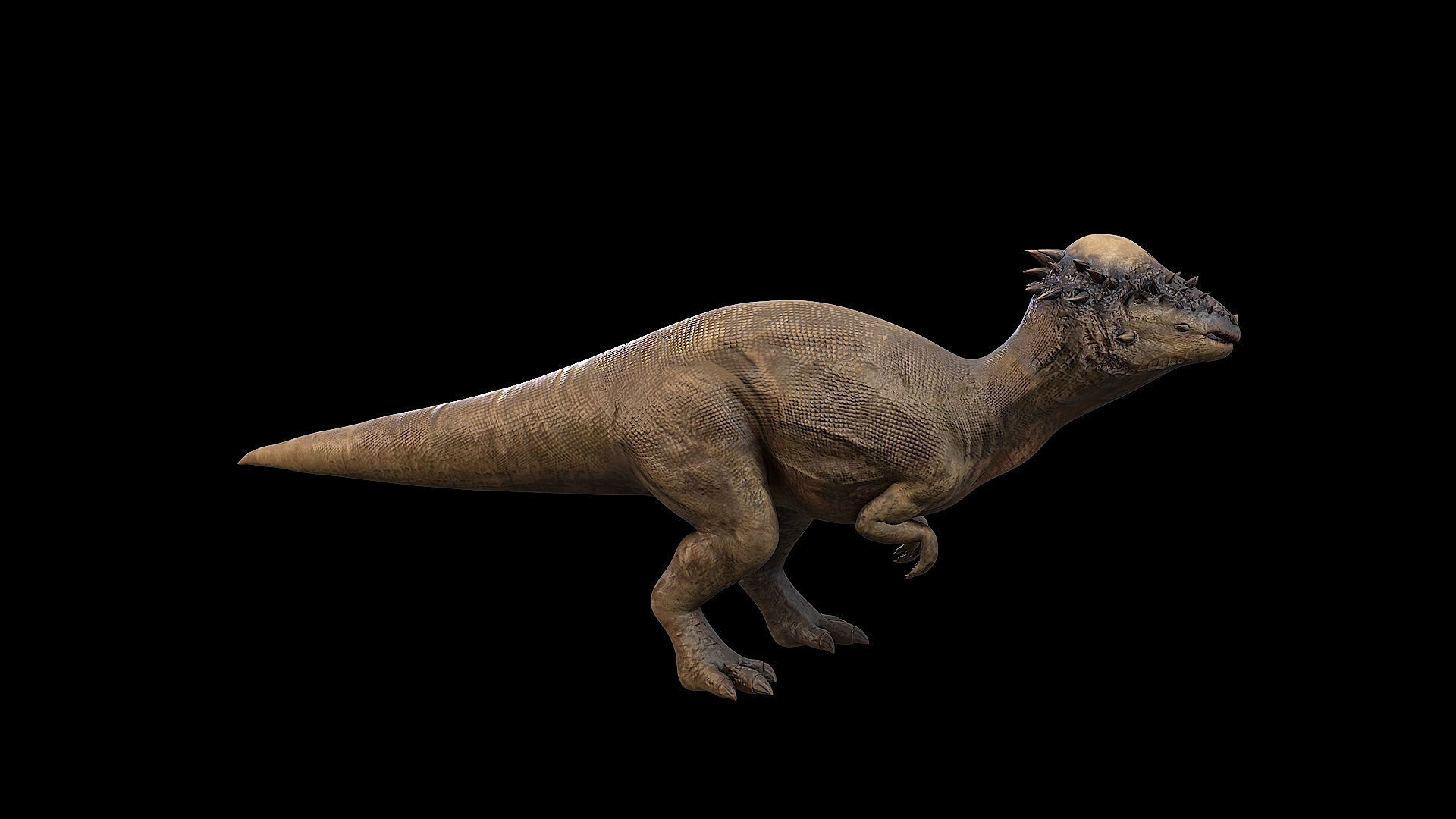 Pachycephalosaurus - Thick-Headed Lizard Low-poly 3D model_30