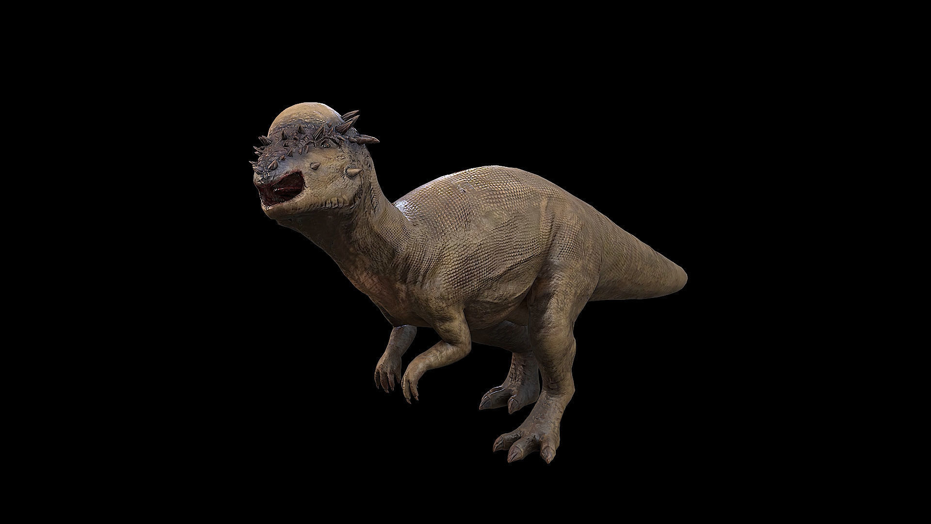 Pachycephalosaurus - Thick-Headed Lizard Low-poly 3D model_3