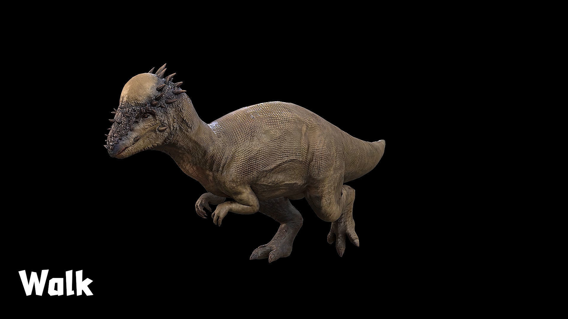 Pachycephalosaurus - Thick-Headed Lizard Low-poly 3D model_11