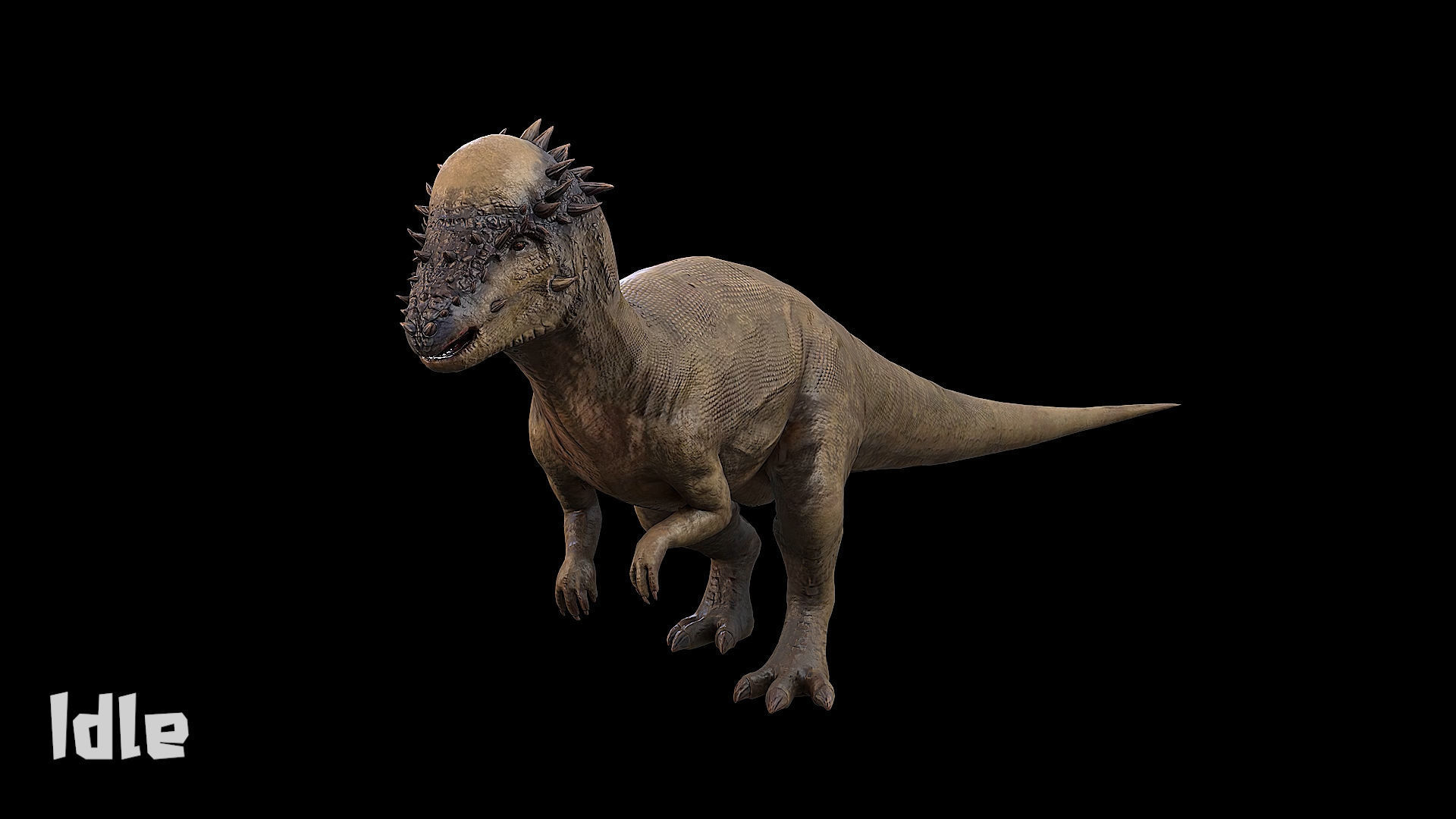 Pachycephalosaurus - Thick-Headed Lizard Low-poly 3D model_9