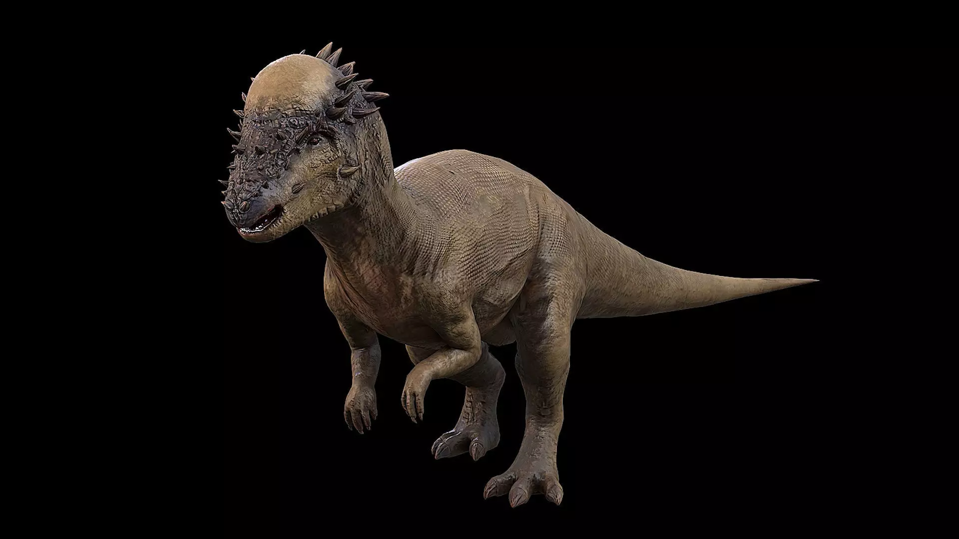 Pachycephalosaurus - Thick-Headed Lizard Low-poly 3D model_0