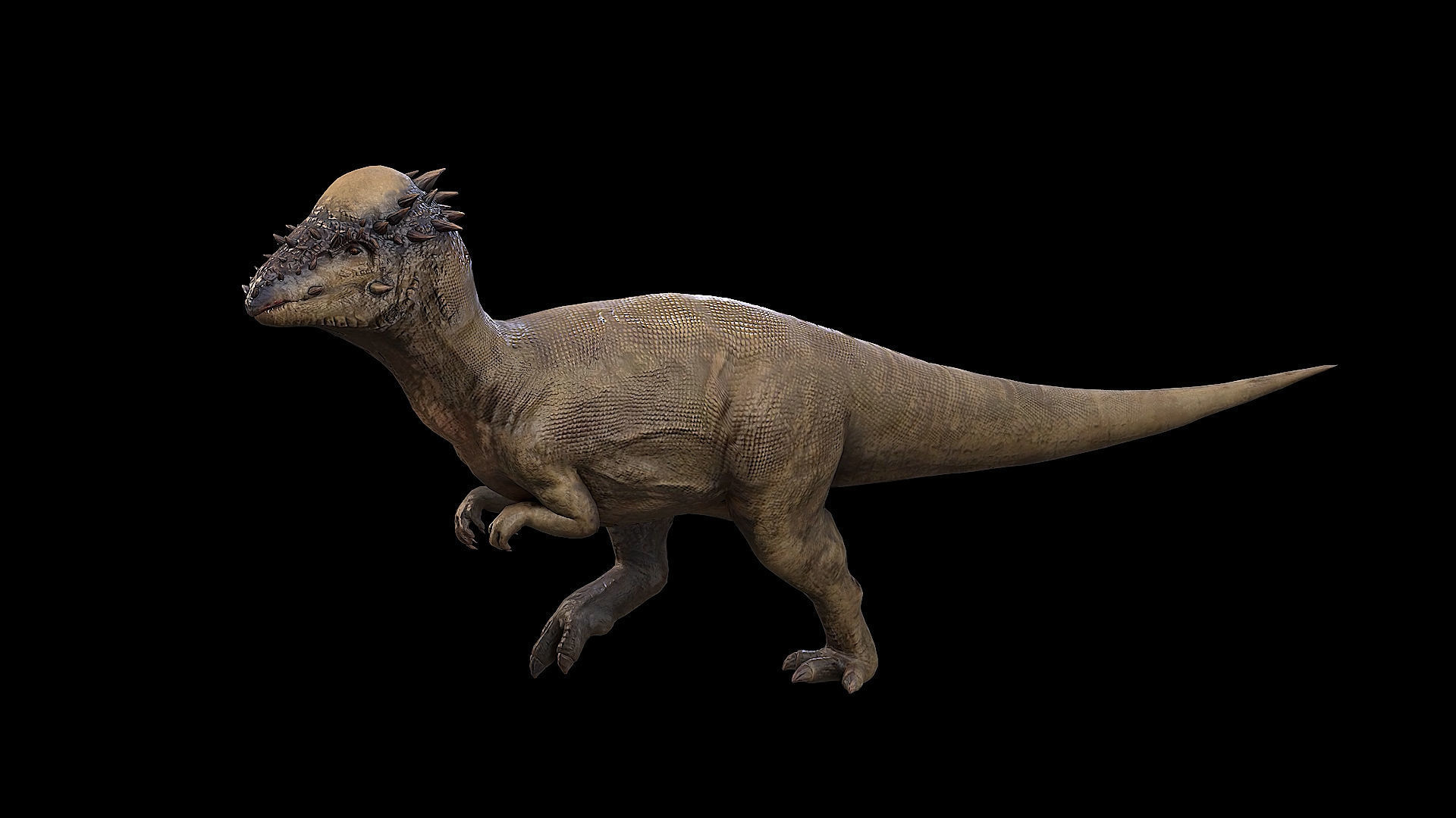 Pachycephalosaurus - Thick-Headed Lizard Low-poly 3D model_4
