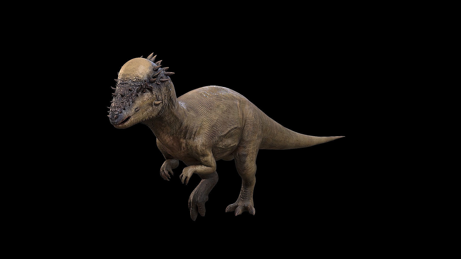 Pachycephalosaurus - Thick-Headed Lizard Low-poly 3D model_28