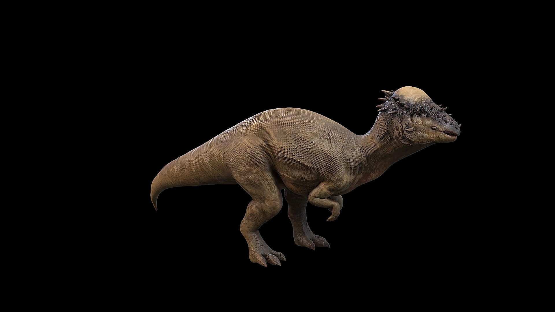Pachycephalosaurus - Thick-Headed Lizard Low-poly 3D model_31