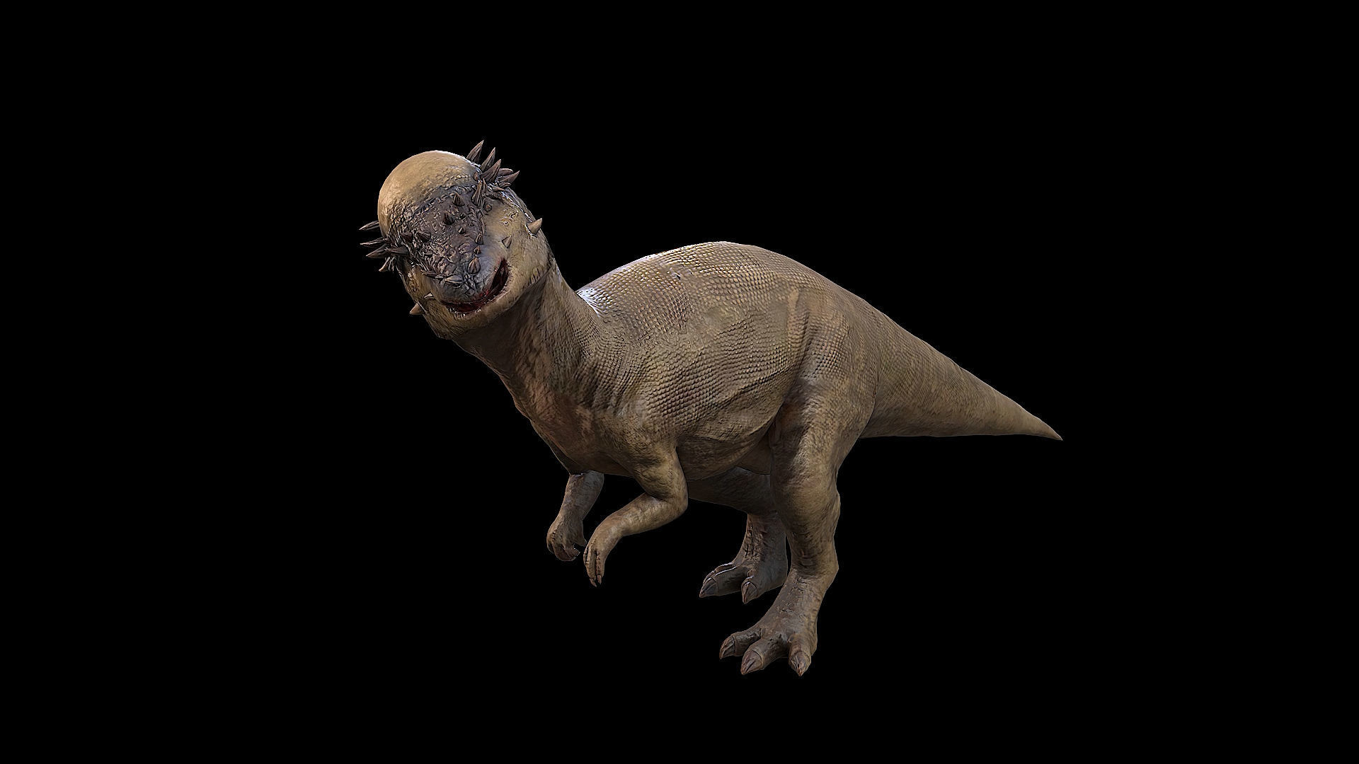Pachycephalosaurus - Thick-Headed Lizard Low-poly 3D model_33