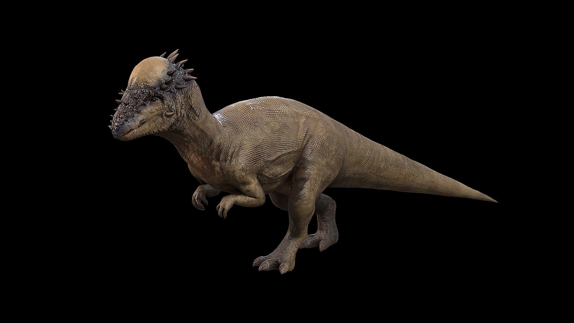 Pachycephalosaurus - Thick-Headed Lizard Low-poly 3D model_32
