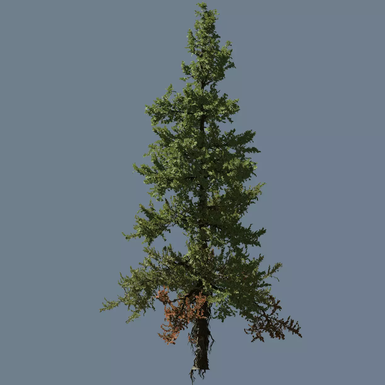 High quality Fir Tree 01 3D model