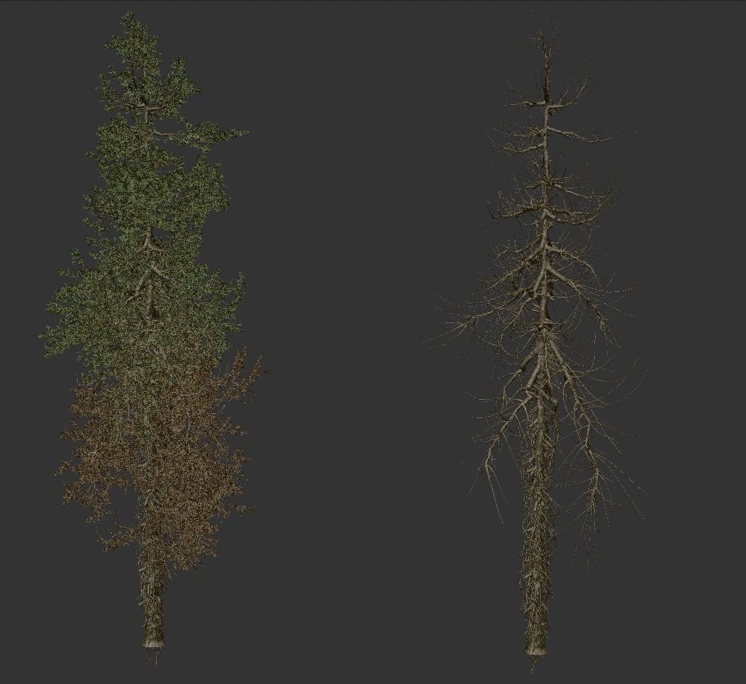 High quality Fir Tree 02 3D model_3