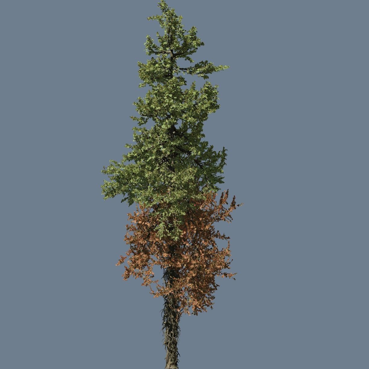 High quality Fir Tree 02 3D model_1