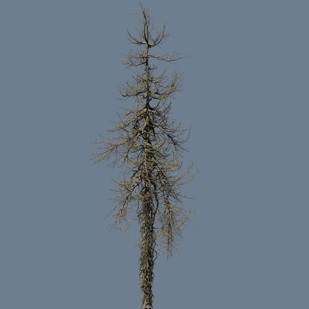 High quality Fir Tree 02 3D model_2