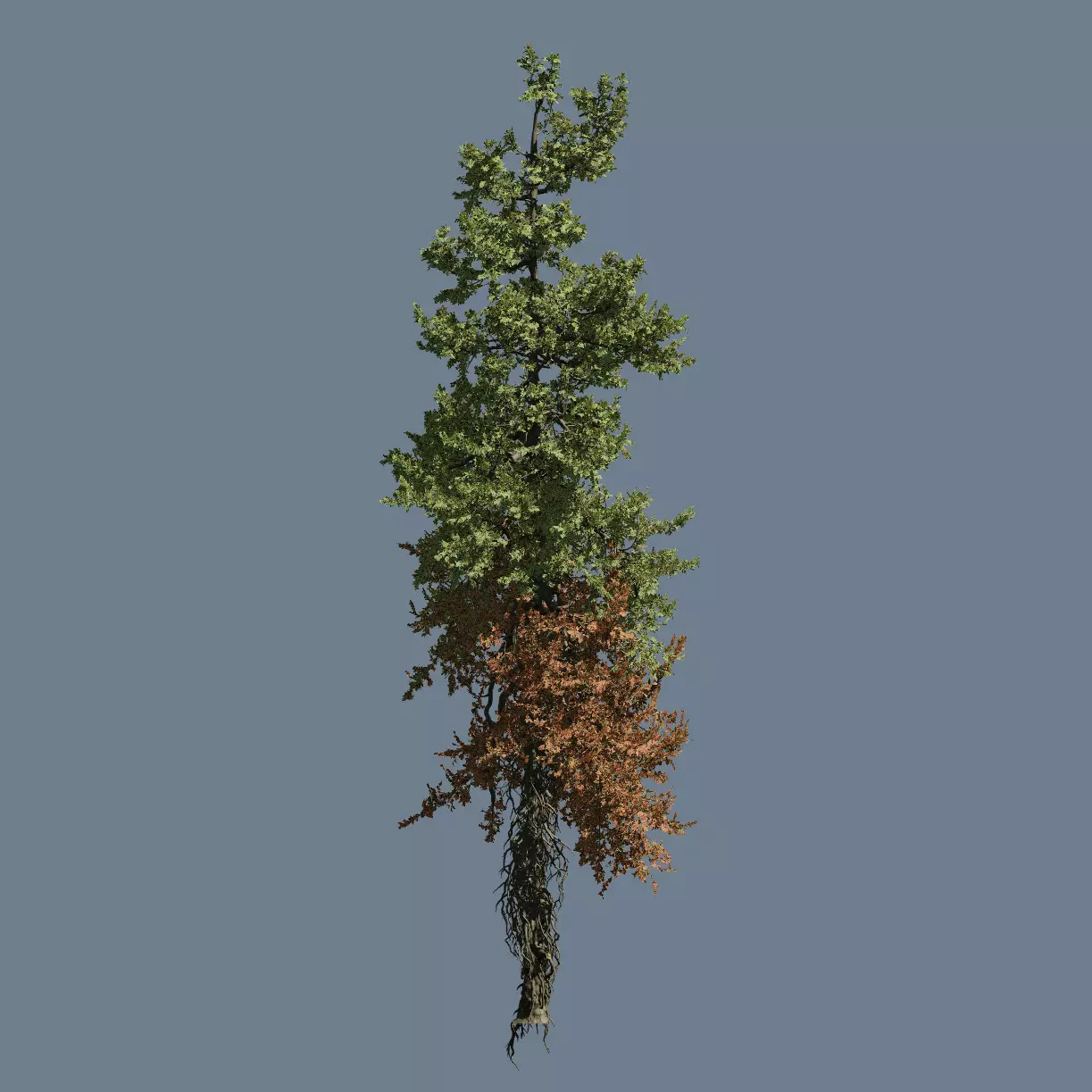 High quality Fir Tree 02 3D model_0
