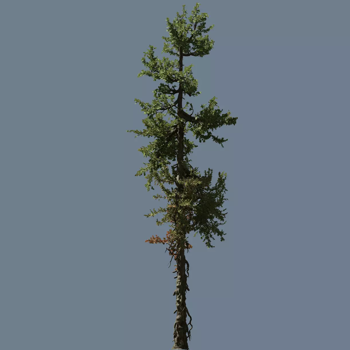 High quality Fir tree 03 3D model