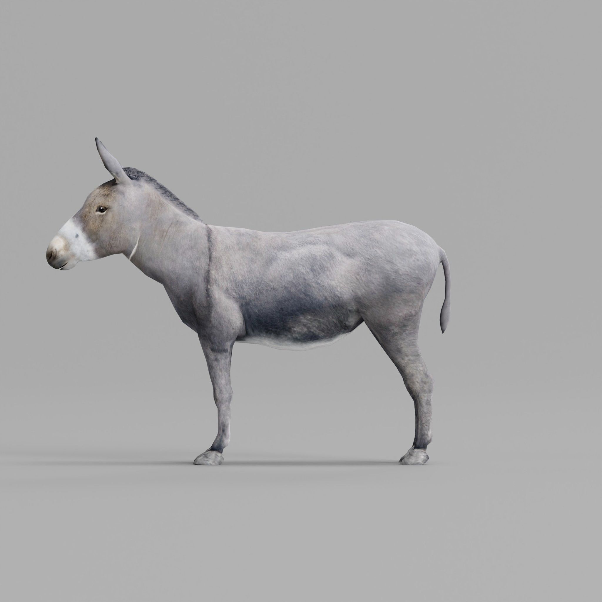 Donkey Animals lowpoly Low-poly 3D model_20