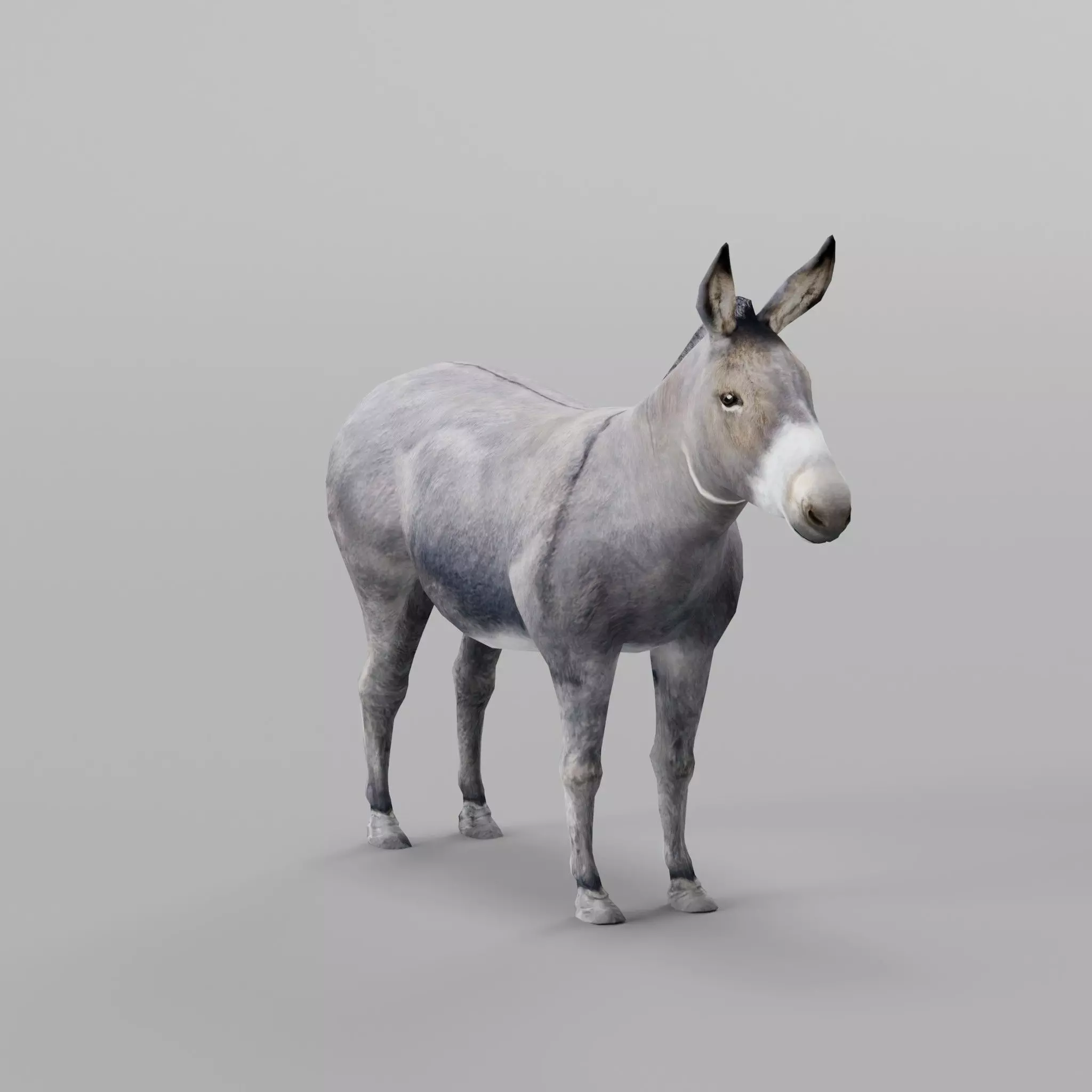 Donkey Animals lowpoly Low-poly 3D model_0