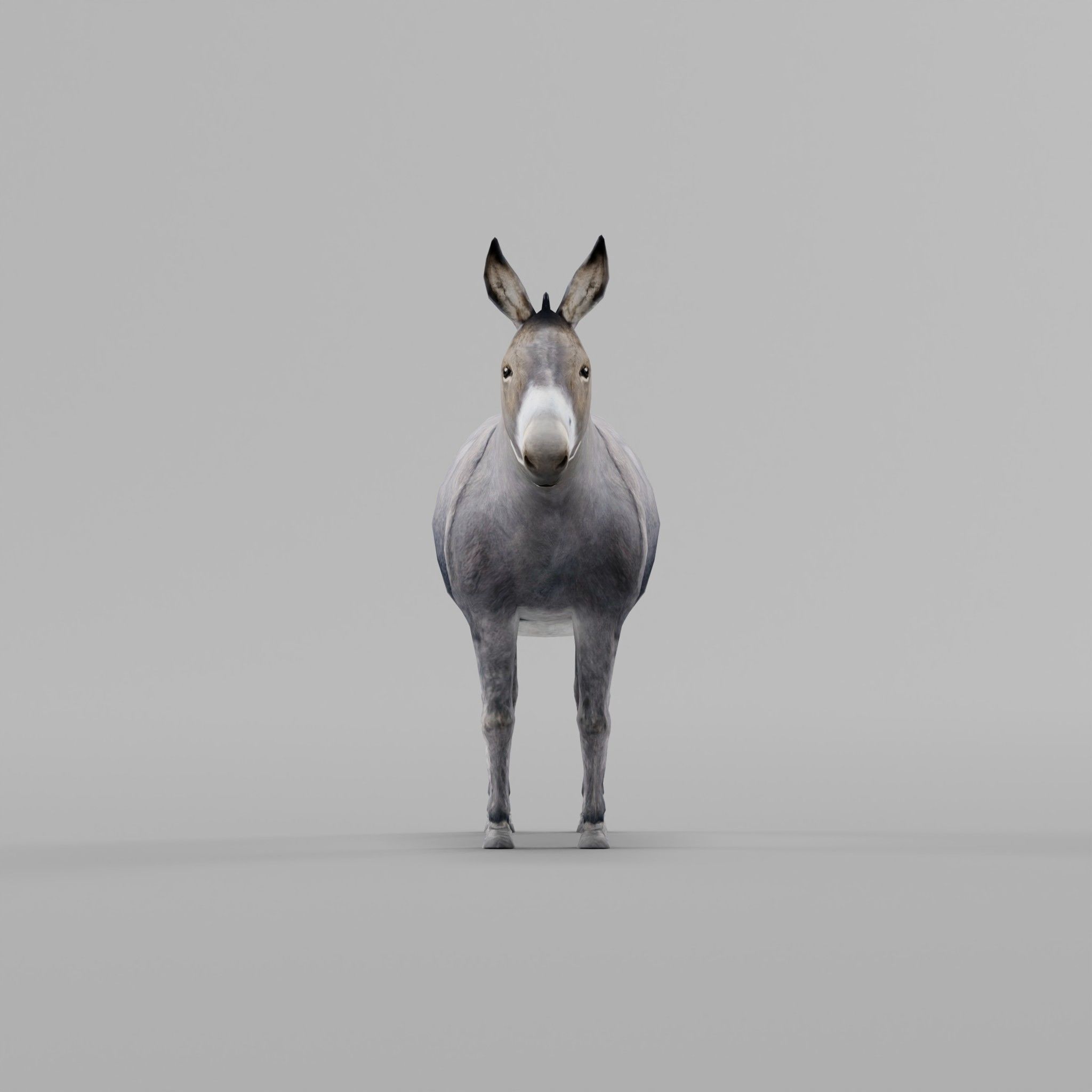 Donkey Animals lowpoly Low-poly 3D model_19