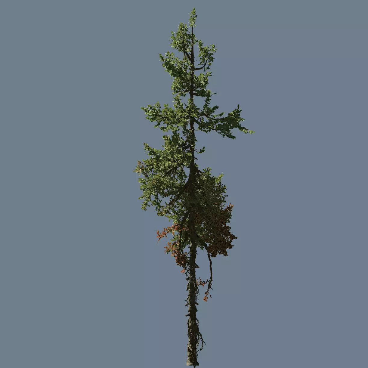 High quality Fir tree 04 3D model