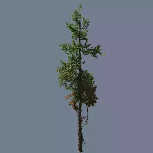 High quality Fir tree 04 3D model