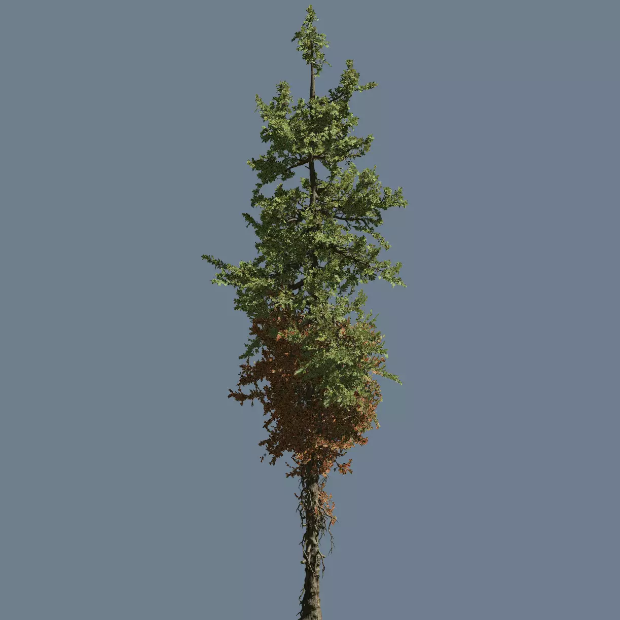 High quality Fir tree 05 3D model