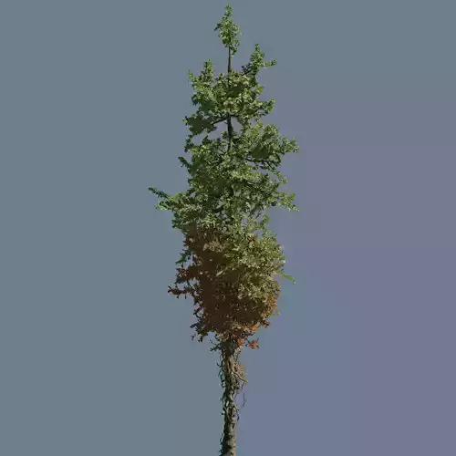 High quality Fir tree 05 3D model