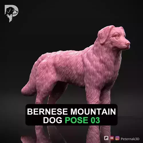 Dog 3D Print Model Bernese Mountain Dog Pose 03 Ready STL