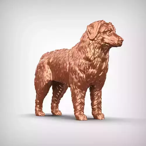 Bernese Mountain Dog 3D Print Model Pose 02 3D print model