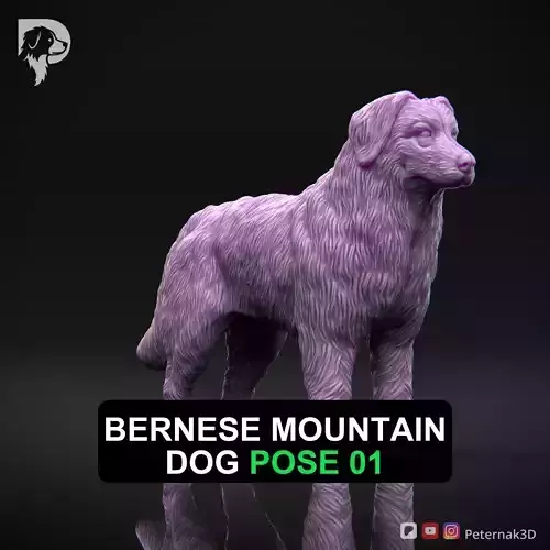 Dog 3D Print Model Bernese Mountain Dog Pose 01 Ready STL