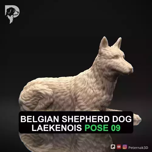 Dog 3D Print Model Belgian Shepherd Dog Laekenois Pose 09 STL