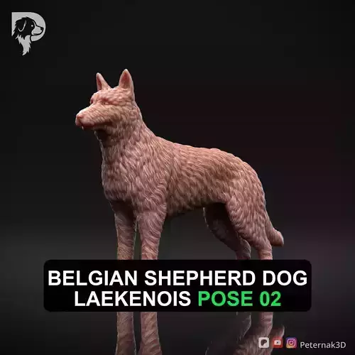 Dog 3D Print Model Belgian Shepherd Dog Laekenois Pose 02 STL