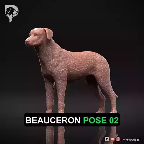 Dog 3D Print Model Beauceron Pose 02 Ready STL