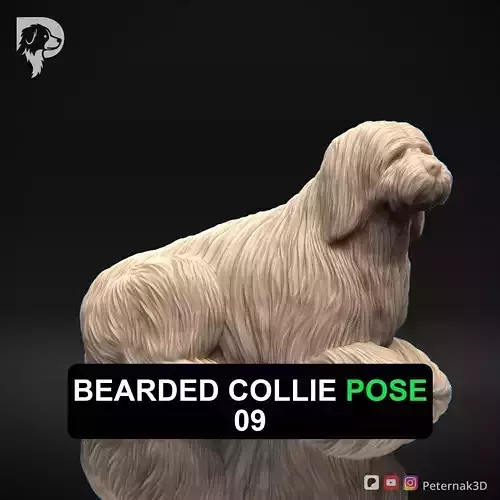 Dog 3D Print Model Bearded Collie Pose 09 Ready STL