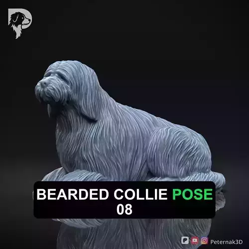 Dog 3D Print Model Bearded Collie Pose 08 Ready STL