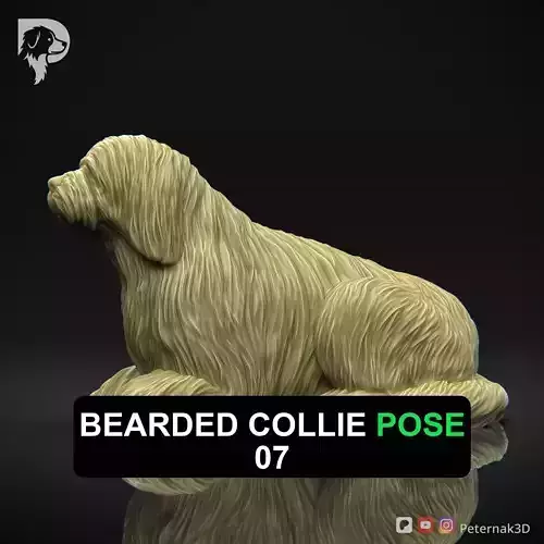 Dog 3D Print Model Bearded Collie Pose 07 Ready STL