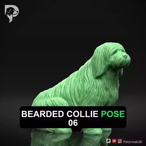 Dog 3D Print Model Bearded Collie Pose 06 Ready STL