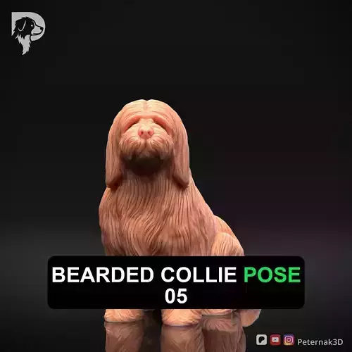 Dog 3D Print Model Bearded Collie Pose 05 Ready STL
