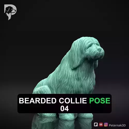 Dog 3D Print Model Bearded Collie Pose 04 Ready STL