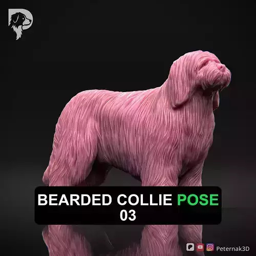 Dog 3D Print Model Bearded Collie Pose 03 Ready STL