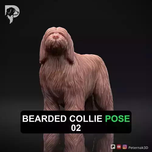 Dog 3D Print Model Bearded Collie Pose 02 Ready STL