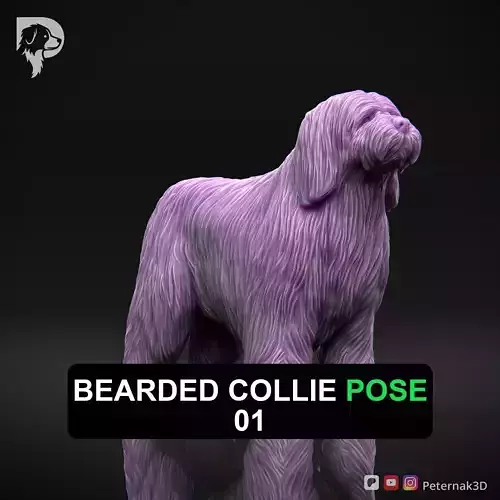 Dog 3D Print Model Bearded Collie Pose 01 Ready STL