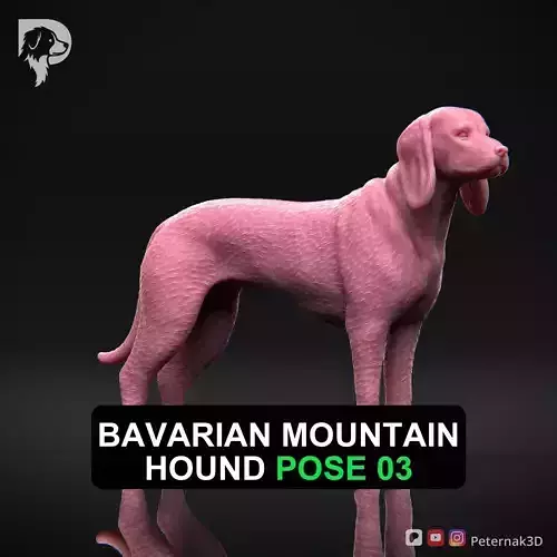 Dog 3D Print Model Bavarian Mountain Hound Pose 03 Ready STL