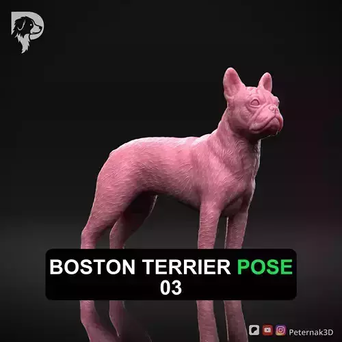 Dog 3D Print Model Boston Terrier Dog Pose 03 Ready STL