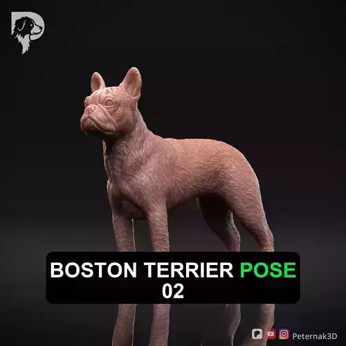 Dog 3D Print Model Boston Terrier Dog Pose 02 Ready STL