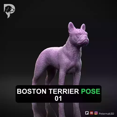 Dog 3D Print Model Boston Terrier Dog Pose 01 Ready STL