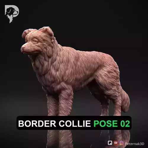 Dog 3D Print Model Border Collie Dog Pose 02 Ready STL