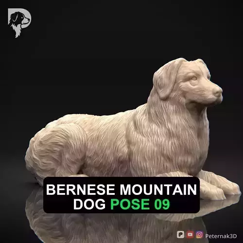 Dog 3D Print Model Bernese Mountain Dog Pose 09 Ready STL