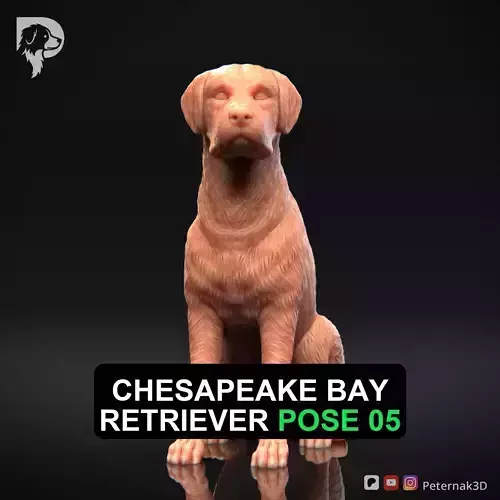 Dog 3D Print Model Chesapeake Bay Retriever Dog Pose 05 STL 3D print model
