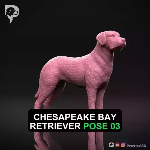 Dog 3D Print Model Chesapeake Bay Retriever Dog Pose 03 STL