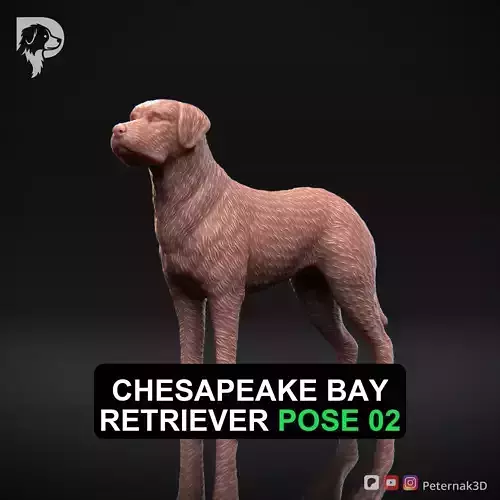 Dog 3D Print Model Chesapeake Bay Retriever Dog Pose 02 STL