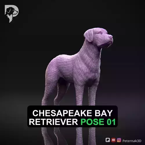Dog 3D Print Model Chesapeake Bay Retriever Dog Pose 01 STL
