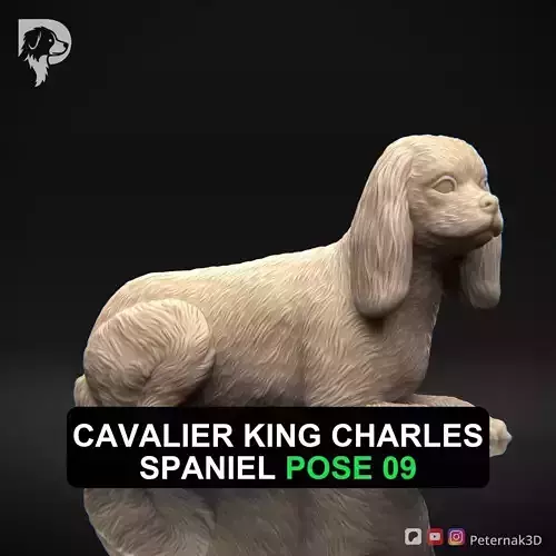 Dog 3D Print Model Cavalier King Charles Spaniel Pose 09 STL