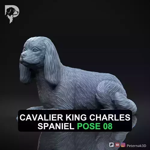 Dog 3D Print Model Cavalier King Charles Spaniel Pose 08 STL